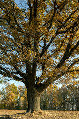 Fototapeta premium an old huge oak with orange autumn foliage