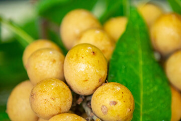 Ripe Pitomba fruits (talisia esculenta), an exotic fruit from the Brazilian tropical forest and bioma cerrado. Ripens in the months of November and December