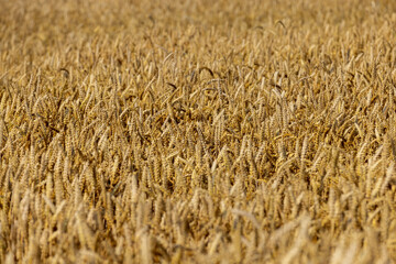 ready for harvesting dry wheat harvest