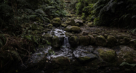 Water flowing through a forest with a little cascade