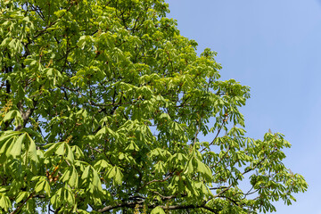 Fototapeta na wymiar a flowering chestnut tree in the spring season, a spring park