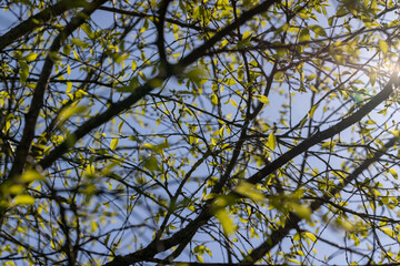 deciduous trees in the forest in the spring season