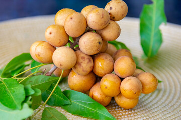 Ripe Pitomba fruits (talisia esculenta), an exotic fruit from the Brazilian tropical forest and bioma cerrado. Ripens in the months of November and December