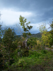 Old trunk in the woods in the Croatian mountains