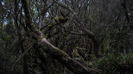 Laurel trees in Madeira