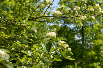 rowan flowers during flowering in spring park