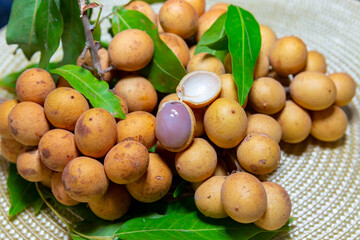 Ripe Pitomba fruits (talisia esculenta), an exotic fruit from the Brazilian tropical forest and bioma cerrado. Ripens in the months of November and December
