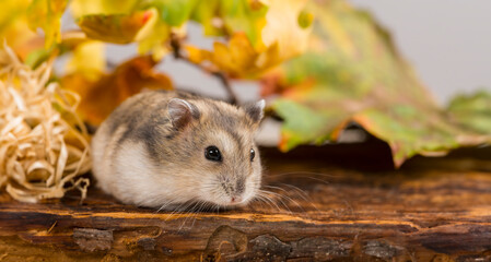 little pet hamster - Phodopus sungorus