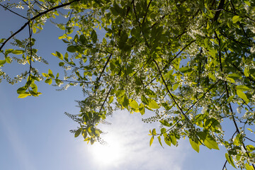 a flowering cherry tree in the spring season, a spring park