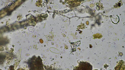 soil microbes, with bacteria, fungi, tardigrade and nematode on a regenerative farm