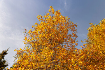 ash foliage changing color from green to yellow-orange