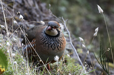 Red-legged partridge in the mountains