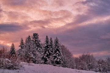Picturesque winter morning in a mountain forest. The pink light of the rising sun clearly outlines the dark silhouettes of the fir trees