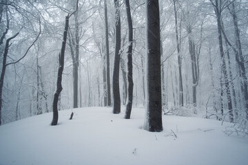 Winter gloomy forest in the snow