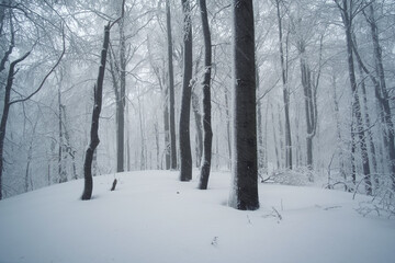 Fototapeta premium Winter gloomy forest in the snow