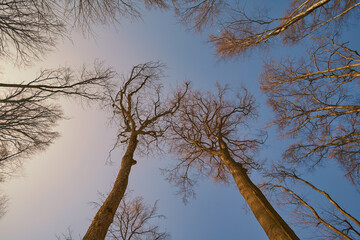 Obraz premium Bare beech branches, bottom view. Winter forest scene