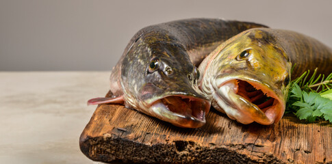 pike fish- Esox lucius