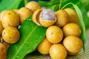 Ripe Pitomba fruits (talisia esculenta), an exotic fruit from the Brazilian tropical forest and bioma cerrado. Ripens in the months of November and December