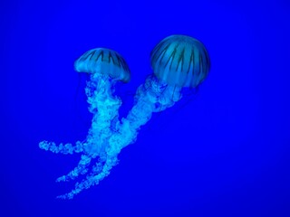 Jellyfish