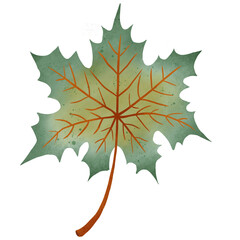 Maple leaf 4