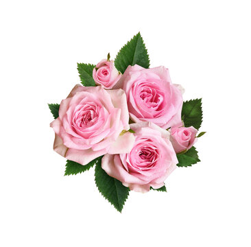 Pink rose flowers with green leaves in a floral arrangement isolated on white or transparent background