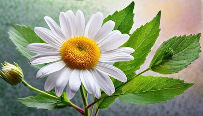 daisy flower on white background as package design element