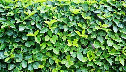 small green leaves texture background with beautiful pattern clean environment ornamental plant in the garden eco wall organic natural background many leaves reduce dust in air tropical forest