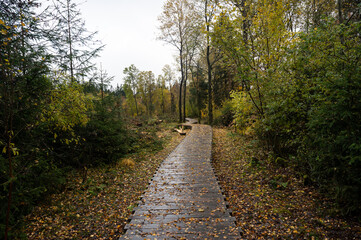 Fototapeta na wymiar Wooden path in the Black Moor after a rain in autumn, with tree stumps on the edge