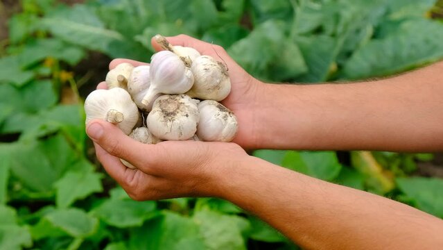 A man farmer harvests garlic in his garden. Selective focus.