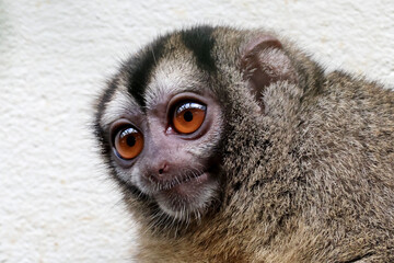 The gray-handed night monkey (Aotus griseimembra) or Douroucoelie close up view