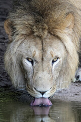 Drinking lion (panthera leo) close up view