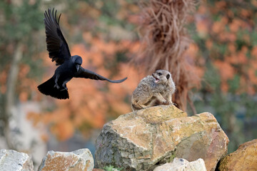 Meerkat and jackdaw close up view