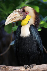 The wreathed hornbill (Rhyticeros undulatus) close up view