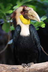 The wreathed hornbill (Rhyticeros undulatus) close up view