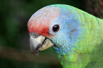 The red-tailed amazon (Amazona brasiliensis) close up view