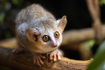 Gray mouse lemur (Microcebus murinus) close up view
