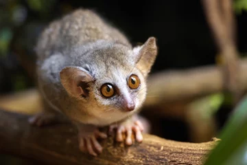 Gray mouse lemur (Microcebus murinus) close up view © Edwin Butter