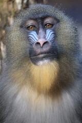 Mandrill (Mandrillus sphinx) close up view