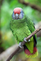 The red-tailed amazon (Amazona brasiliensis) close up view