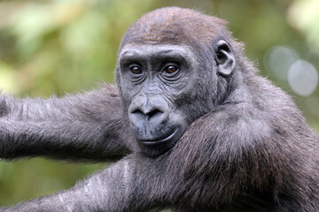 The western lowland gorilla (Gorilla gorilla gorilla) - 687273800