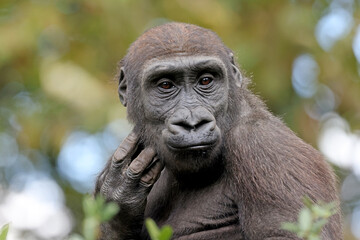 The western lowland gorilla (Gorilla gorilla gorilla) - 687273803