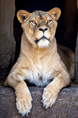 Naklejka premium Lioness (panthera leo) close up view