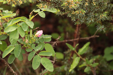Wild Rose for Wall