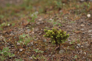 Small Evergreen
