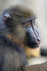 Mandrill (Mandrillus sphinx) close up view