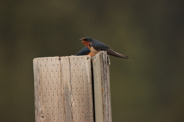 Barn Swallow on Fence