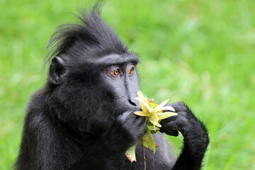 The Celebes crested macaque (Macaca nigra), also known as the crested black macaque, Sulawesi...
