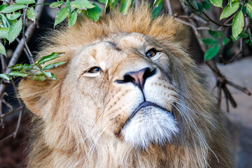 Lion (panthera leo) close up view