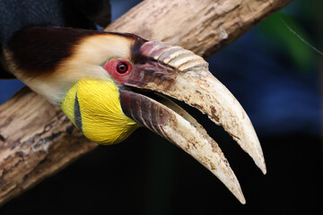 The wreathed hornbill (Rhyticeros undulatus) close up view
