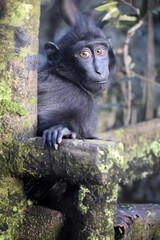 The Celebes crested macaque (Macaca nigra), also known as the crested black macaque, Sulawesi crested macaque, or the black ape